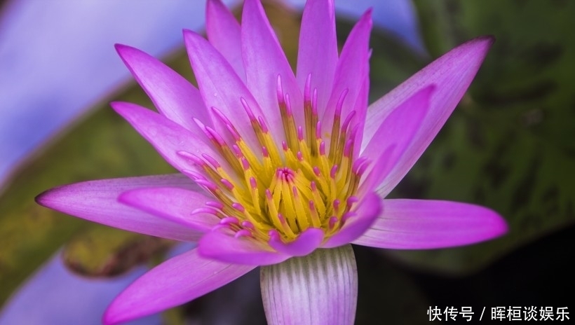 大吉大利|8月开始钱财无忧，事业大展宏图，日子大吉大利的四大生肖