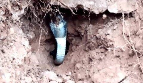 顿时|小伙和朋友上山,朋友用铁锹挖开一洞口,小伙顿时不敢靠近了
