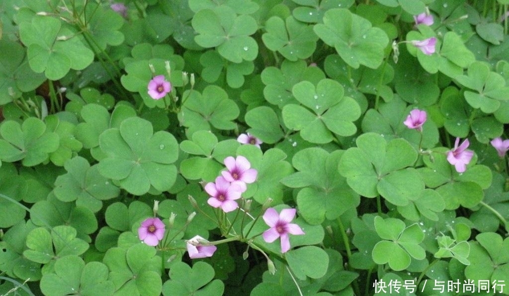 农村|农村到处可见的“土人参”,堪比冬虫夏草!却被当作杂草!