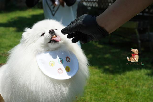 老师|幼儿园发了小背包,狗狗一直叼着不肯放,里面究竟装着什么?