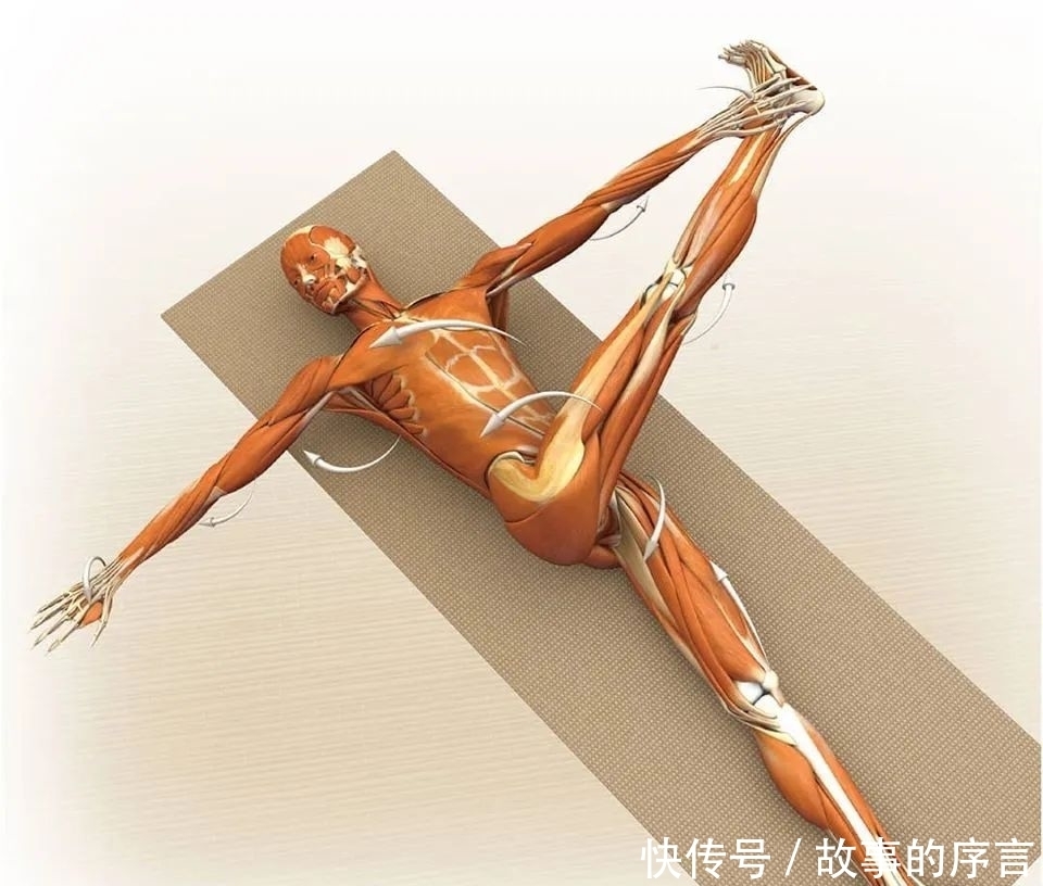  正位|28个常见瑜伽体式解剖图，正位、发力一目了然（收藏级！）