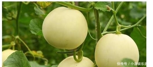 杂交|甜瓜杂交栽培技术,掌握几点关键技巧,提高甜瓜的果实率