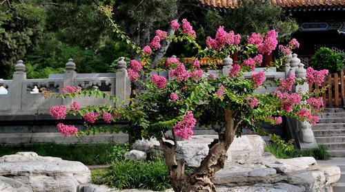  漂亮|2种漂亮花，现在养一盆正当时，7月开到10月，叶绿花繁