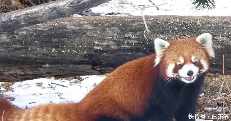  动物|4种可爱的野外动物，你知道几个