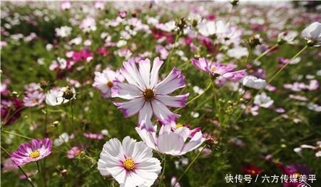 简直|简直不要太美!15亩格桑花点燃西华湿地