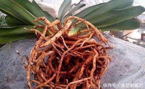 盆里|秋天养花有诀窍,做好这几步,盆里都是面条根