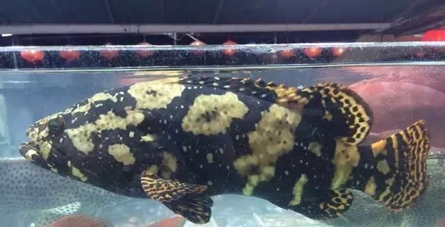 海鲜|世界上65种珍奇海鲜,贝爷都不敢说全部吃过,你吃过几种