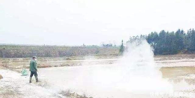 消毒|生石灰消毒杀菌效果好,成本低,不过很多农民用错了!