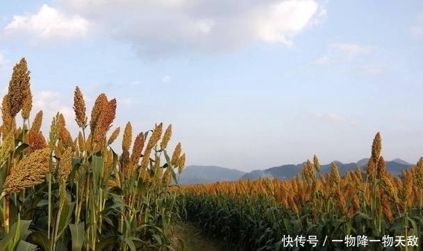  要注意|高粱出苗不均匀，叶嫩苗壮，可以栽补吗？如何起苗？如何栽补