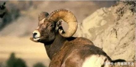 发狂|老人恶斗发狂山羊,场面堪比武打片,镜头拍下全过程