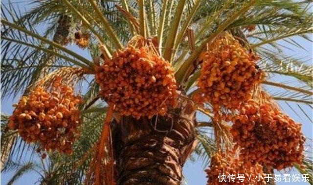 当成|迪拜的“贵族水果”,被当成财富象征,中国人为啥不屑一顾?