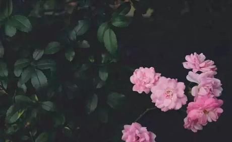 小院|20多岁的年龄差距,却把一个破烂的农家小院变成了“桃花源”