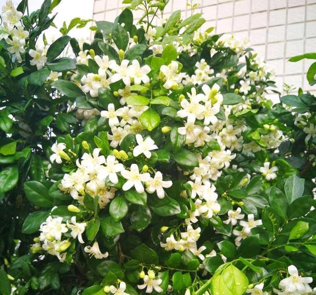 茉莉花|此花号称“天下第一香”，花开200天，沾土就活，比茉莉花还好闻