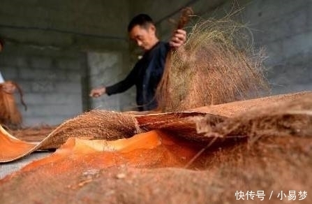 打架|这树农村人只要“皮”,小时候用来打架,现在吃一碗要花50元