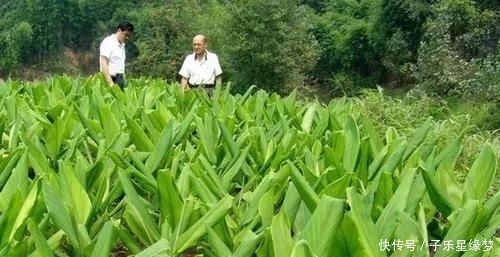 市场|农村一种野草以前不被重视，现在发现可以解毒消肿，市场一斤8元