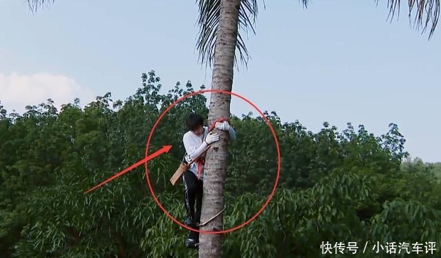 椰子树|节目为何不阻止彭昱畅高空摘椰子当镜头拍到这个细节,瞬间懂了