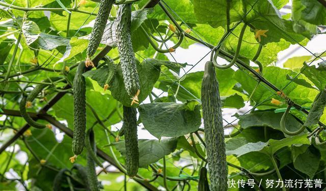 口感|玉米面饺子的做法,比例适当,口感劲道,健康美味吃粗粮