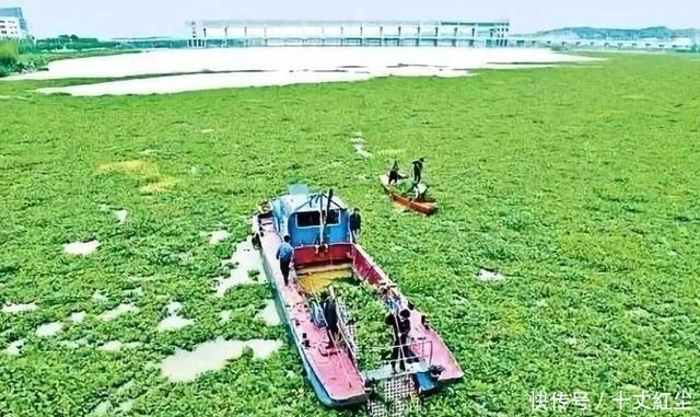 头疼|中国人终于头疼了!由于数量过多,不得不开着挖掘机“铲掉”