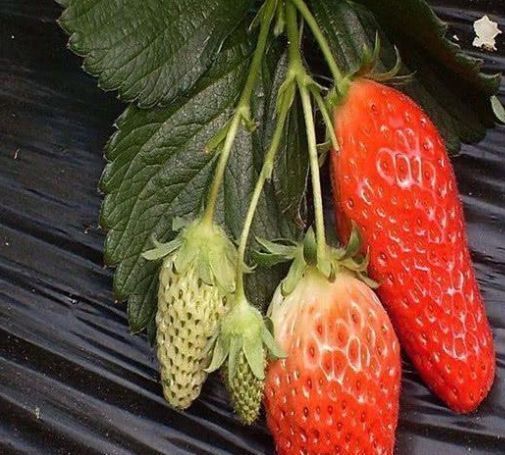 胡萝卜|我在超市买了一盒草莓,打开时以为是胡萝卜尝过之后,我买了两盒草莓