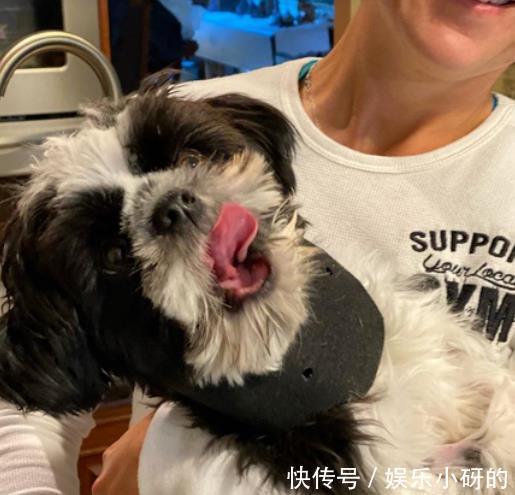 洪水|洪水来袭,夫妻放弃全部家当,只救出一群狗狗……