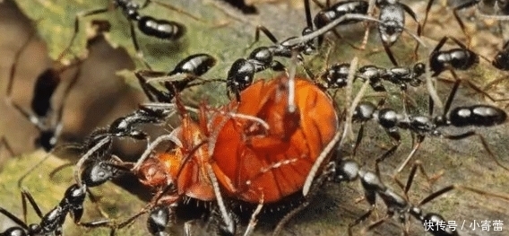呐喊|哥伦比亚人的“肉花生”,被吃货盯上,网友隔空呐喊:来中国吧!
