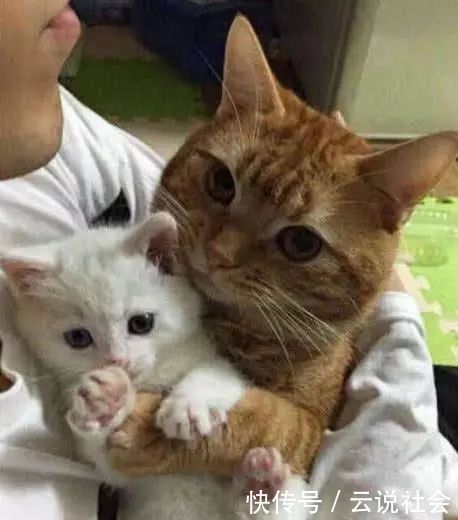 可爱|捡回一只小奶猫,橘猫一见就抱着不撒手还哭了,主人一旁笑了…