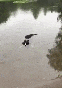 段子|搞笑GIF段子：老婆，你这笑容我看发慌，有啥你就直说吧