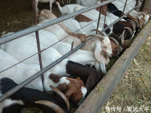 季节|又到了一年两次的驱虫季节,每次驱虫都不彻底,这个步骤应该没做