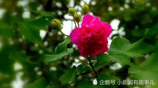 运势|7月开始运势一路涨红,正财偏财齐旺,有福享有钱花的生肖