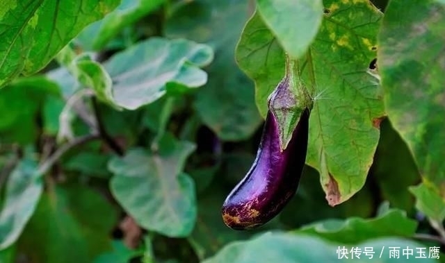  在家|在家种个菜都这么美，还要什么花园？