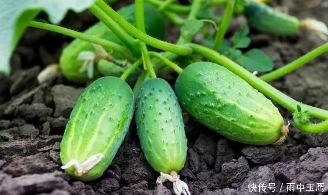 在家|在家种个菜都这么美,还要什么花园?