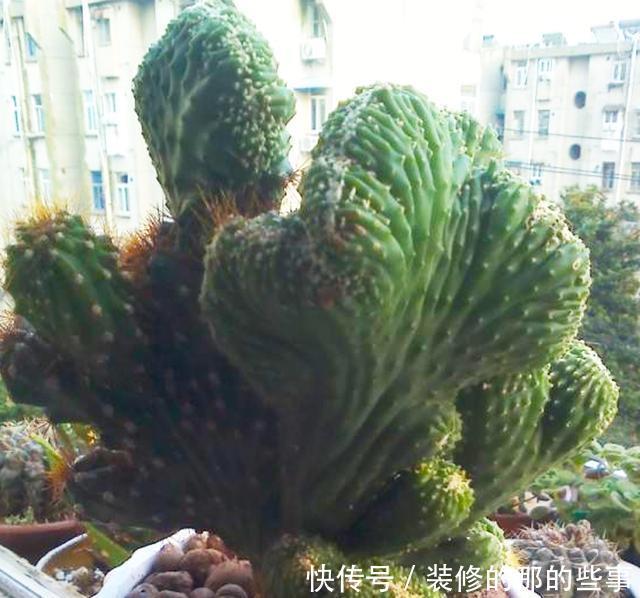 葱翠|葱翠壮丽如手掌的泰国山影,五指山这么养护,苍劲雄浑巍峨挺立