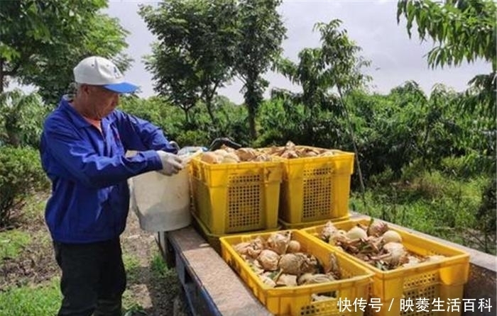  市场上|5年前还不多见，一斤8元成种植热门，如今却靠低价走量，真黄了