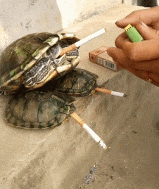 爸爸|搞笑GIF:孩子,都怪你爸爸的脚丫子有毒