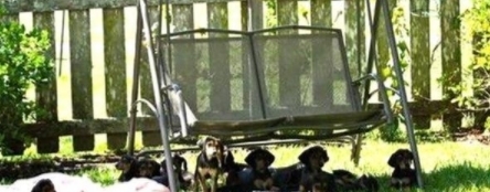 抛弃|怀孕狗狗被前主人抛弃,被好心人收养后竟然送给恩人一个大礼物