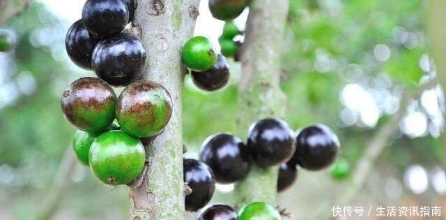 酿制|嘉宝果酒的酿制方法