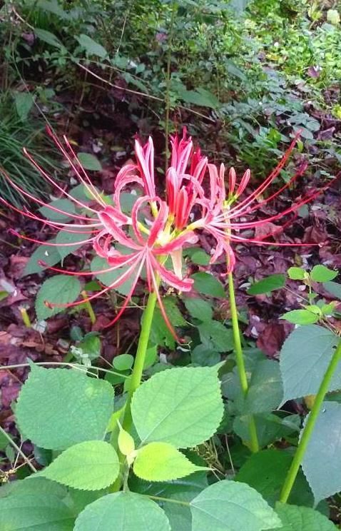 励志|经典走心的励志句子,为了与阳光同行,我笑对忧伤