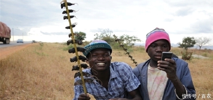 味道鲜美|在非洲流行的1种烧烤,味道鲜美,一串只要1美元,你敢吃吗?