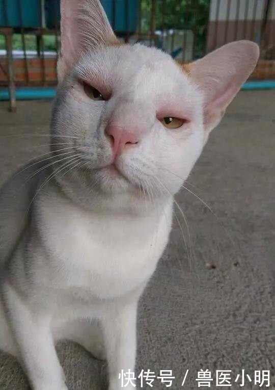 二哈|半夜听到二哈哼哼唧唧,开灯一看以为开了啥特效:睡意顿时没了