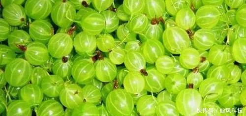 上榜|4种极其罕见的“绿色水果”,绿草莓上榜,见过2种以上我拜服