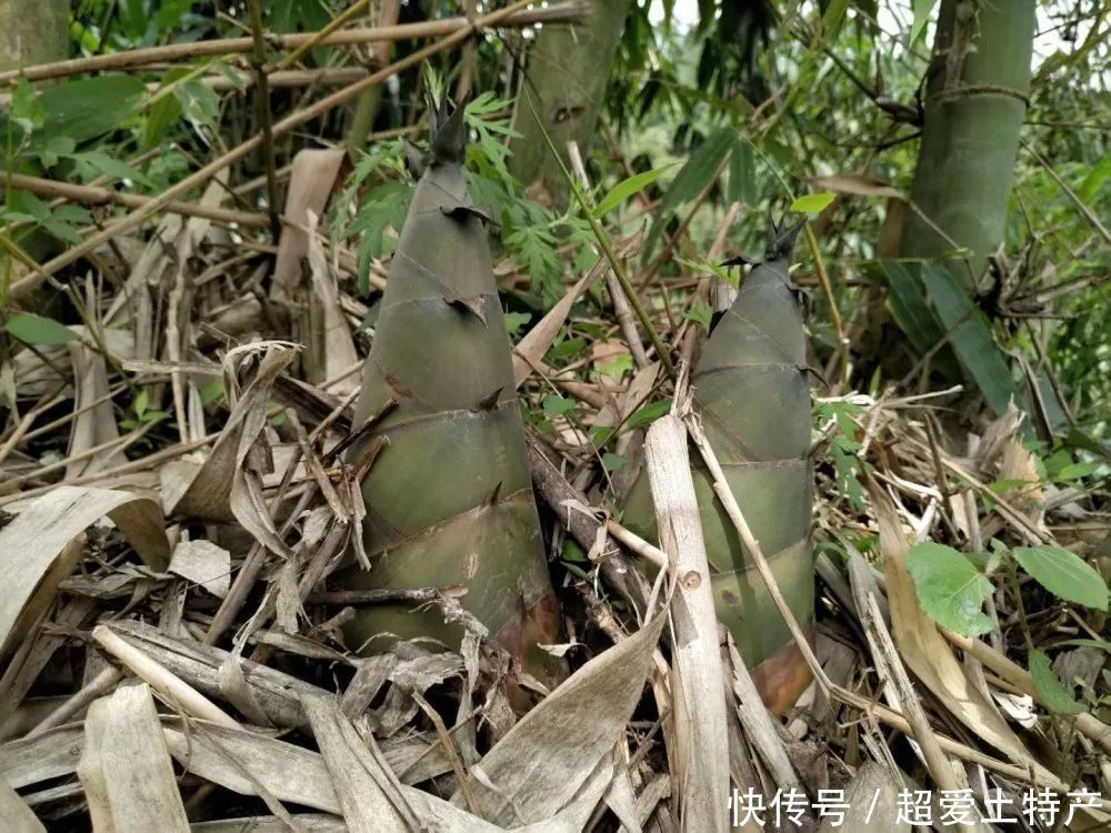  竹笋|深藏在竹林深处的舌尖风味