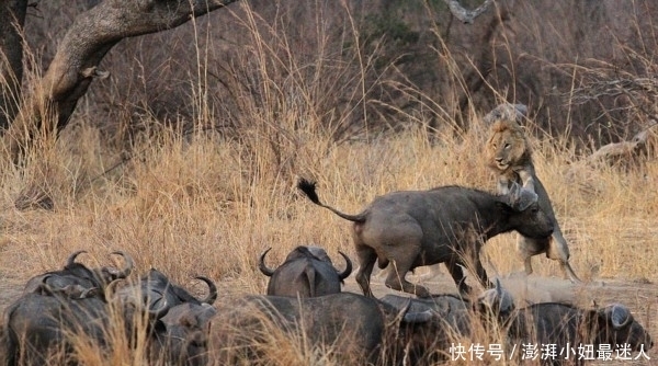 水牛|水牛单挑狮子,牛群却在看热闹,结果却出乎意料