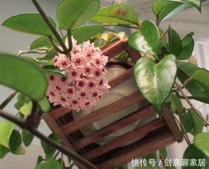  阳台上|夏季阳台就种它，花型像篮球，好养如绿萝，跟着养护专家学起来吧