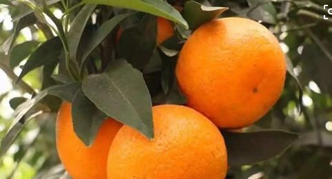  沃柑|生津止渴，降压降脂的沃柑，果农掌握几点管理来年大丰收沃柑