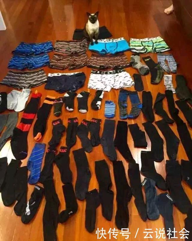 萌翻|100双袜子神秘失踪，找到“小偷”后，网友们都被它萌翻了！