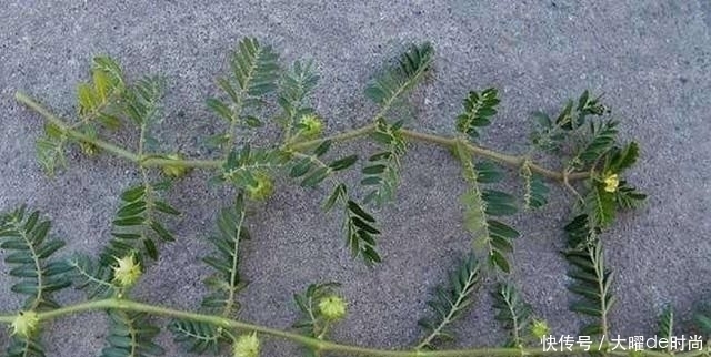 植物|农村的野生黄芪什么样?和野刺蒺藜是一种植物吗?怎么分辨?