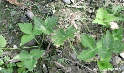 绿色|人称“绿色黄金”,凉拌剁椒是极品,野生产量很大,你吃过吗