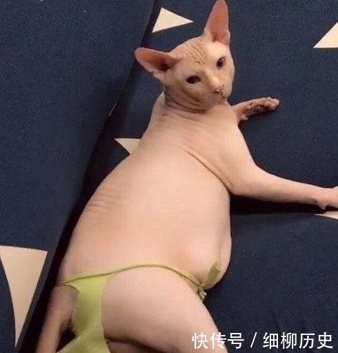 喵星人|主人给无毛猫穿上小内内后, 这画风太辣眼! 网友: 像个中年胖子!