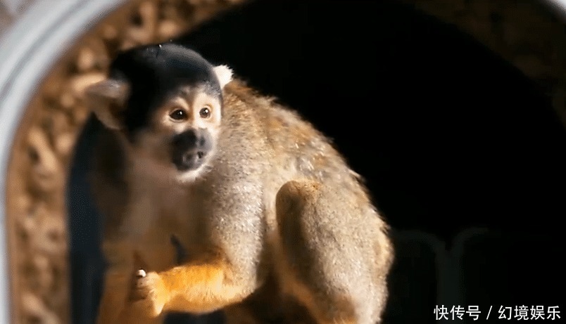 父亲|《我们的动物园》一部很温馨的剧,每个人都显得很有爱心