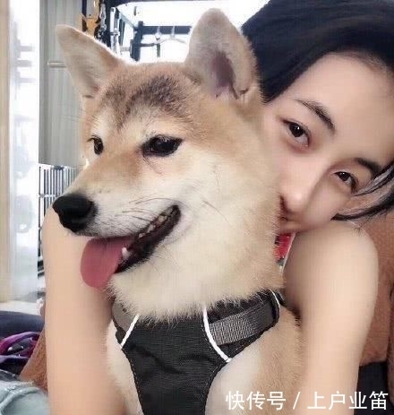 柴犬|柴犬小O在何炅卧室大便,沙溢只会嘴炮,张子枫神速捡屎获盛赞